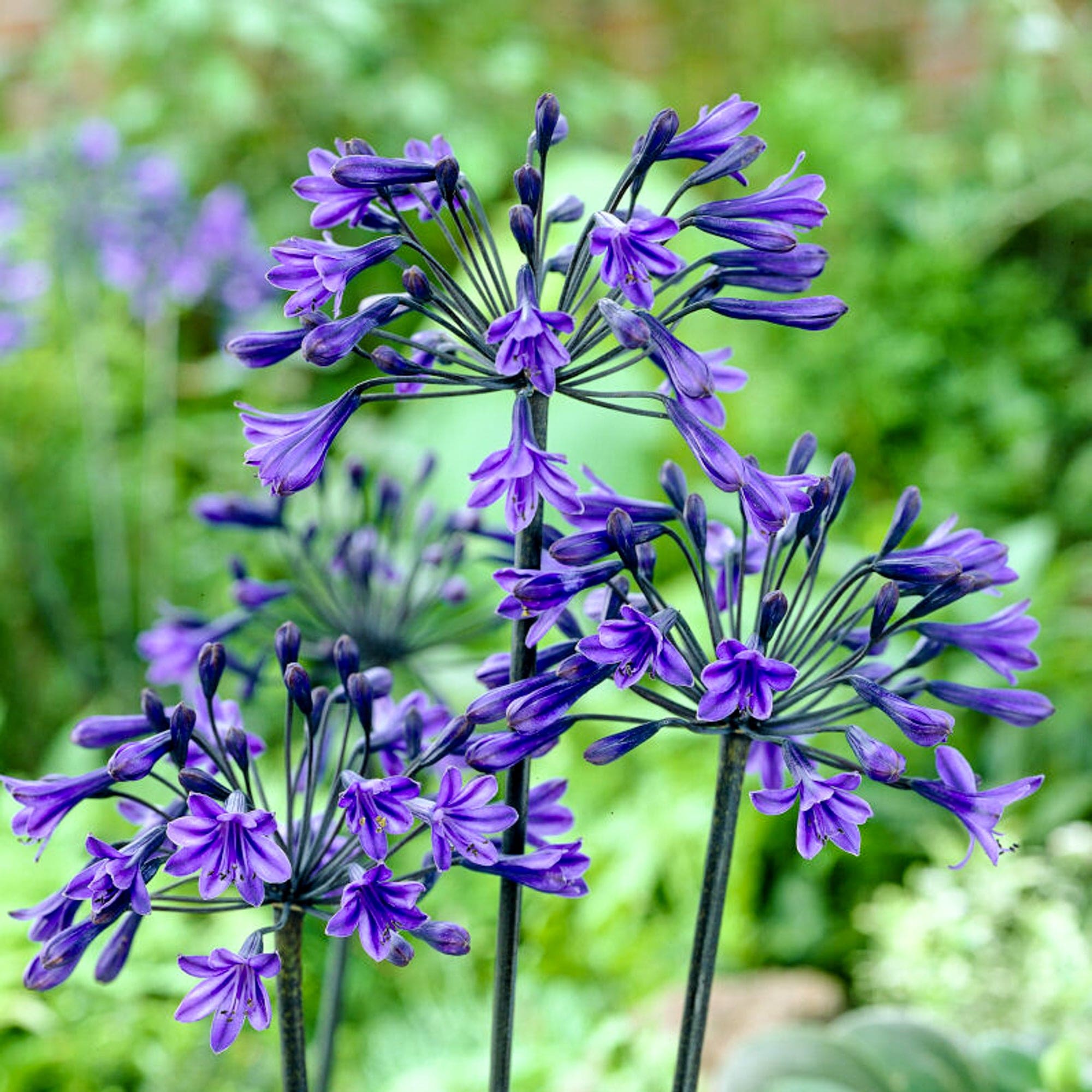 Agapanthus 'Back in Black'